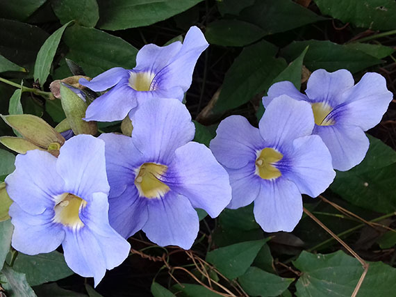 Thunbergia grandiflora: flores del color del cielo